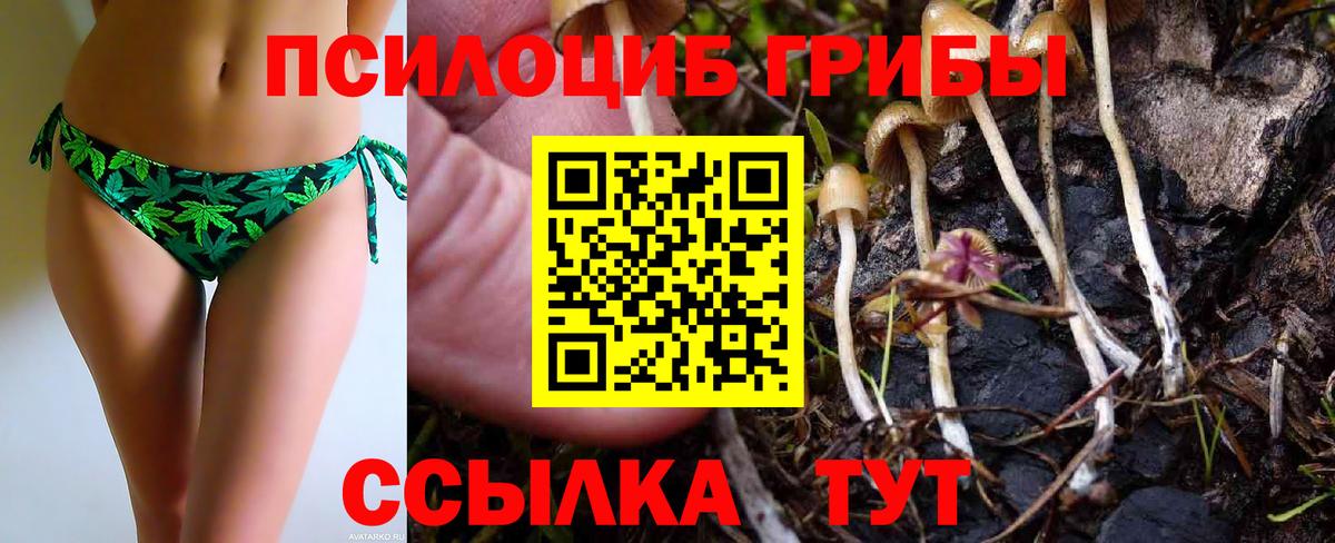 Псилоцибиновые грибы Psilocybe Сунжа